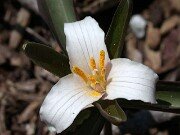 Trillium pusillum var. pusillum 0006