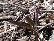 Trillium pusillum var. pusillum 0008