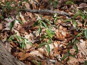 Trillium pusillum var. pusillum 20110001