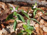 Trillium pusillum var. pusillum 20110002