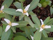 Trillium pusillum var. virginianum 20180323 0001