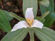 Trillium pusillum var. virginianum 20180323 0002