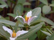 Trillium pusillum var. virginianum 20180323 0003