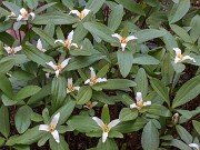 Trillium pusillum var. virginianum 20180401 0001