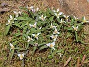 Trillium pusillum var. virginianum 20240329 0001