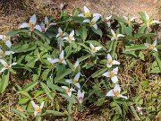 Trillium pusillum var. virginianum 20240329 0002