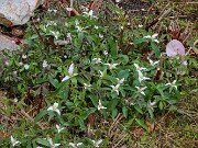 Trillium pusillum var. virginianum 20250404 0002
