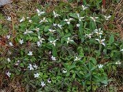 Trillium pusillum var. virginianum 20250404 0003