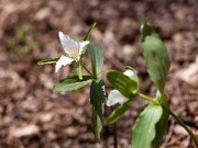 T. pusillum var. ozarkanum