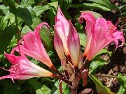 Amaryllis belladonna 20250907 0010