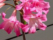 Amaryllis belladonna 20250914 0004