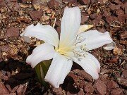 Amaryllis belladonna 20250914 0006