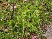 Arisaema Starburst 20250427 0001