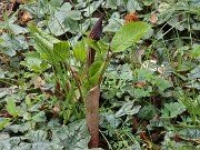 Arisaema engleri 20250416 0001
