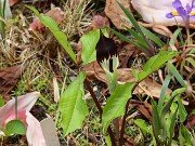 Arisaema triphyllum ssp. pusillum 20250427 0002