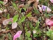 Arisaema triphyllum ssp. pusillum 20250427 0003