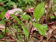 Arisaema triphyllum ssp. pusillum 20250427 0006