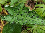 Arum Black Pustulate Form 20250508 0003