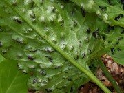 Arum Black Pustulate Form 20250508 0008