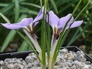 Crocus adamii 20250129 0007