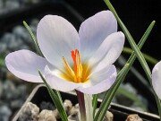 Crocus aerius 20250122 0003