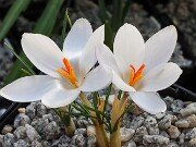 Crocus alexandri 20250129 0002