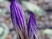 Crocus armeniensis Goris 20251014 0015