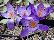 Crocus armeniensis Goris 20251014 0021