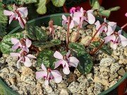 Cyclamen alpinum f. leucanthum 20250217 0001