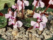 Cyclamen alpinum f. leucanthum 20250217 0002