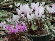 Cyclamen cilicium 20251014 0008