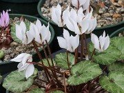 Cyclamen cilicium 20251014 0010