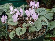 Cyclamen cilicium 20251120 0002