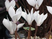 Cyclamen cilicium f. album 20250914 0002