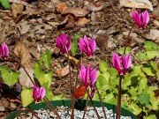 Cyclamen confusum 20250920 0001