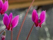 Cyclamen confusum 20250920 0002