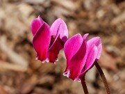 Cyclamen confusum 20250920 0005