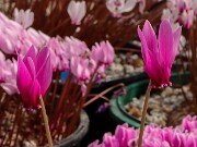 Cyclamen confusum 20250920 0006