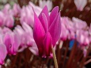 Cyclamen confusum 20250920 0007