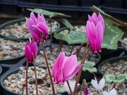 Cyclamen confusum 20251014 0003