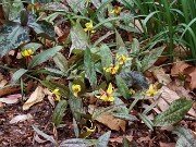 Erythronium americanum 20250404 0001