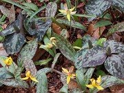 Erythronium americanum 20250404 0006