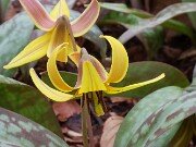 Erythronium americanum 20250404 0009