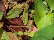 Erythronium caucasicum seed pods 20250427 0002