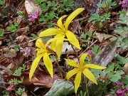 Erythronium rostratum 202503129 0004