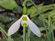 Galanthus Bumble Green 20250218 0003