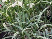 Galanthus bursanus 13082 20250122 0002