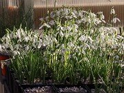 Galanthus bursanus 20251104 0003