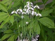 Galanthus bursanus ACQ151117-2 20251026 0002