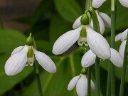 Galanthus bursanus ACQ151117-2 20251026 0004